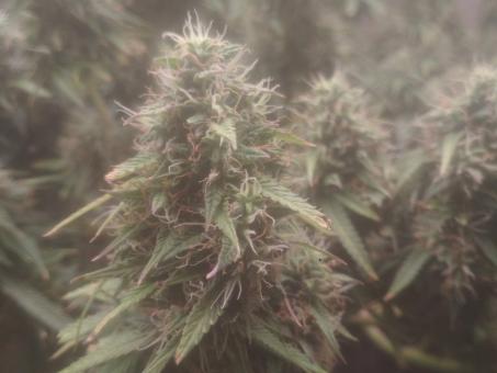 AK 74 Auto - картинка 1