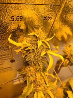 Tahoe Cure - картинка 4