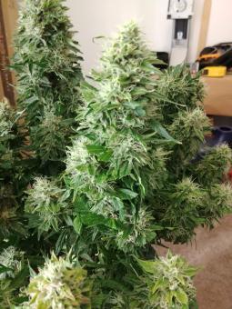 Auto Super Hash - картинка 4