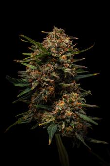 Terp & Tonic Auto - картинка 2