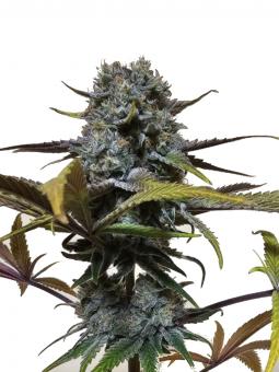 Bay Burger - картинка 2