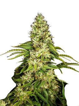 Auto Cookies USA - картинка 4