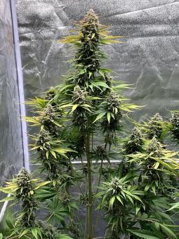 Cherry Cola Auto - картинка 2