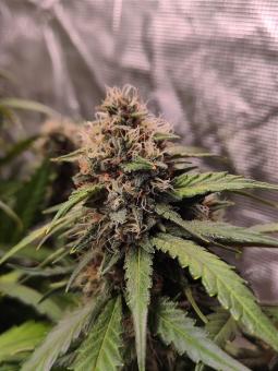 Red Strawberry Banana Auto - картинка 4