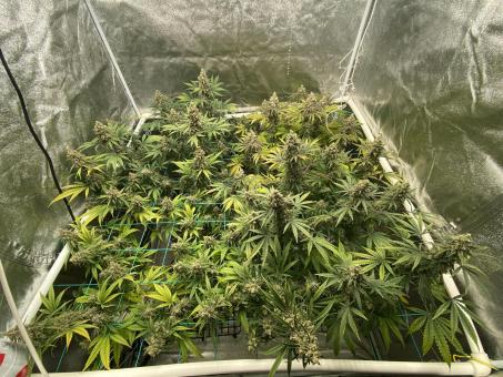 Ramses - картинка 3