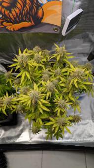 Orange President Auto - картинка 1