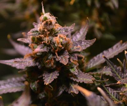 Cotton Candy Kush Early Version - картинка 2