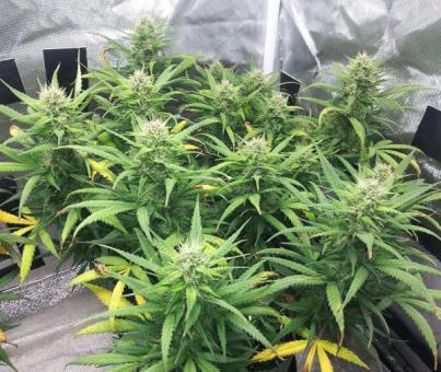 Sour Diesel Auto - картинка 4