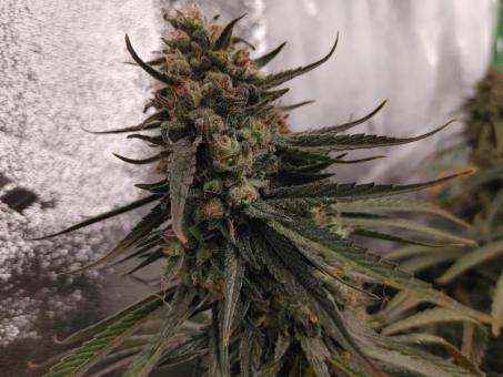 Auto Olympia - картинка 1