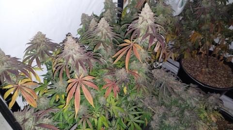 Super Lemon Haze x GMO - картинка 6