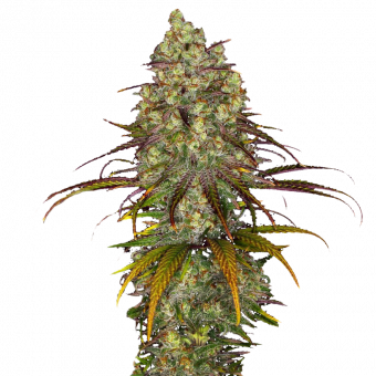 Tangerine Dream - картинка 1