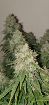 Californian Snow Auto - картинка 1