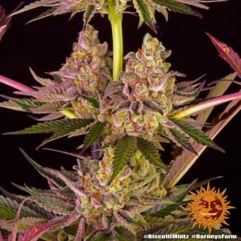 Biscotti Mintz - картинка 5