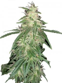 Sweet Mango Auto - картинка 5