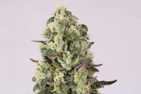 El Dorado OG - картинка 6