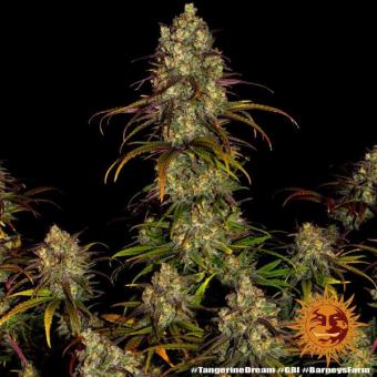 Tangerine Dream - картинка 3