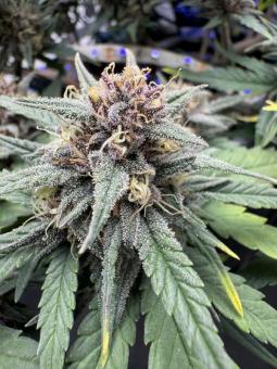 Tropicana Cookies Auto - картинка 3