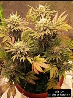 Kukulkán - картинка 5