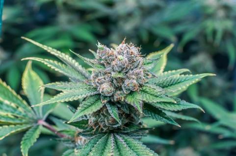 Delicius Cookies Early Version - картинка 2