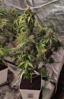 Red Strawberry Banana Auto - картинка 2