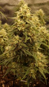 Crystal Candy XL Auto - картинка 2