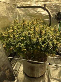 Black Jack - картинка 1