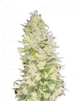 Auto Oh My Gusher - картинка 1