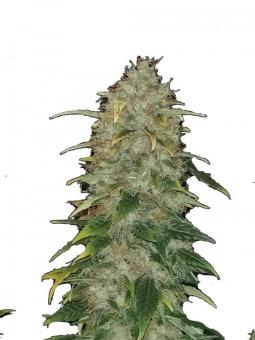 Dark Kush Auto - картинка 3