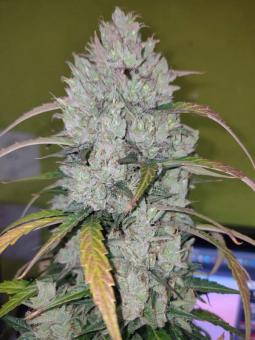 Calamity Jane Auto - картинка 2