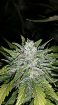 G14 Auto - картинка 7