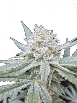 Black AK genetics - картинка 2