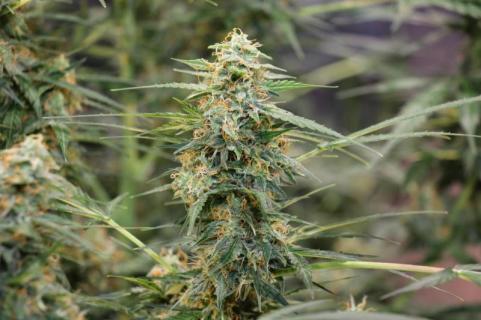 Auto Jack - картинка 6