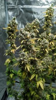 Dark Phoenix - картинка 2