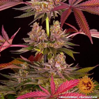 Biscotti Mintz - картинка 8