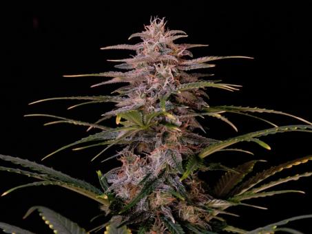 Jack 47 XL Auto - картинка 2