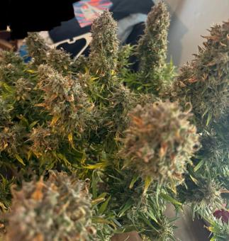 Wedding Glue Auto - картинка 4