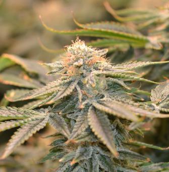 Nicole Og Kush - картинка 6