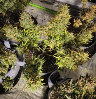 Strawberry Pie Auto - картинка 4