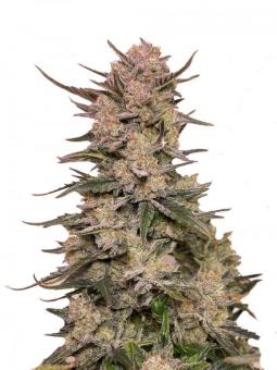 Lemon Pie Auto - картинка 7