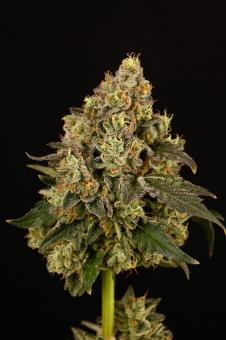 Apollo Black Cherry - картинка 3