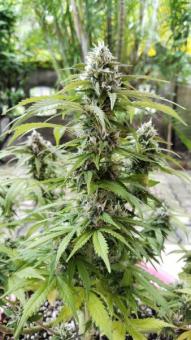 Auto Big Joy genetics - картинка 3