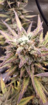 Cream Mandarine XL Auto - картинка 3