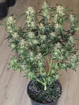 Gorilla Zkittlez Auto - картинка 5