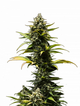 Purple Queen Auto - картинка 10