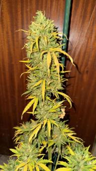 Sour Diesel Auto - картинка 2