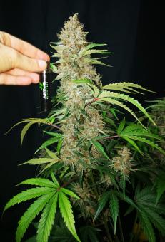 Amaretto Tarmac - картинка 4