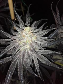 White Widow - картинка 5