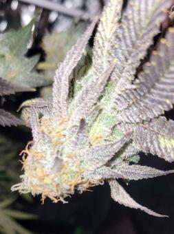 Watermelon Zkittlez - картинка 9