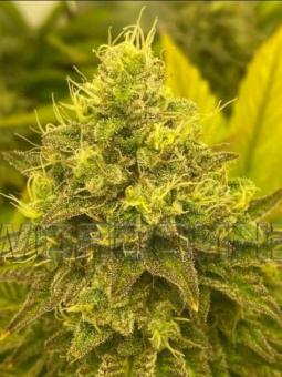 The Palmar - картинка 2