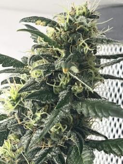 Six Shooter Auto - картинка 4